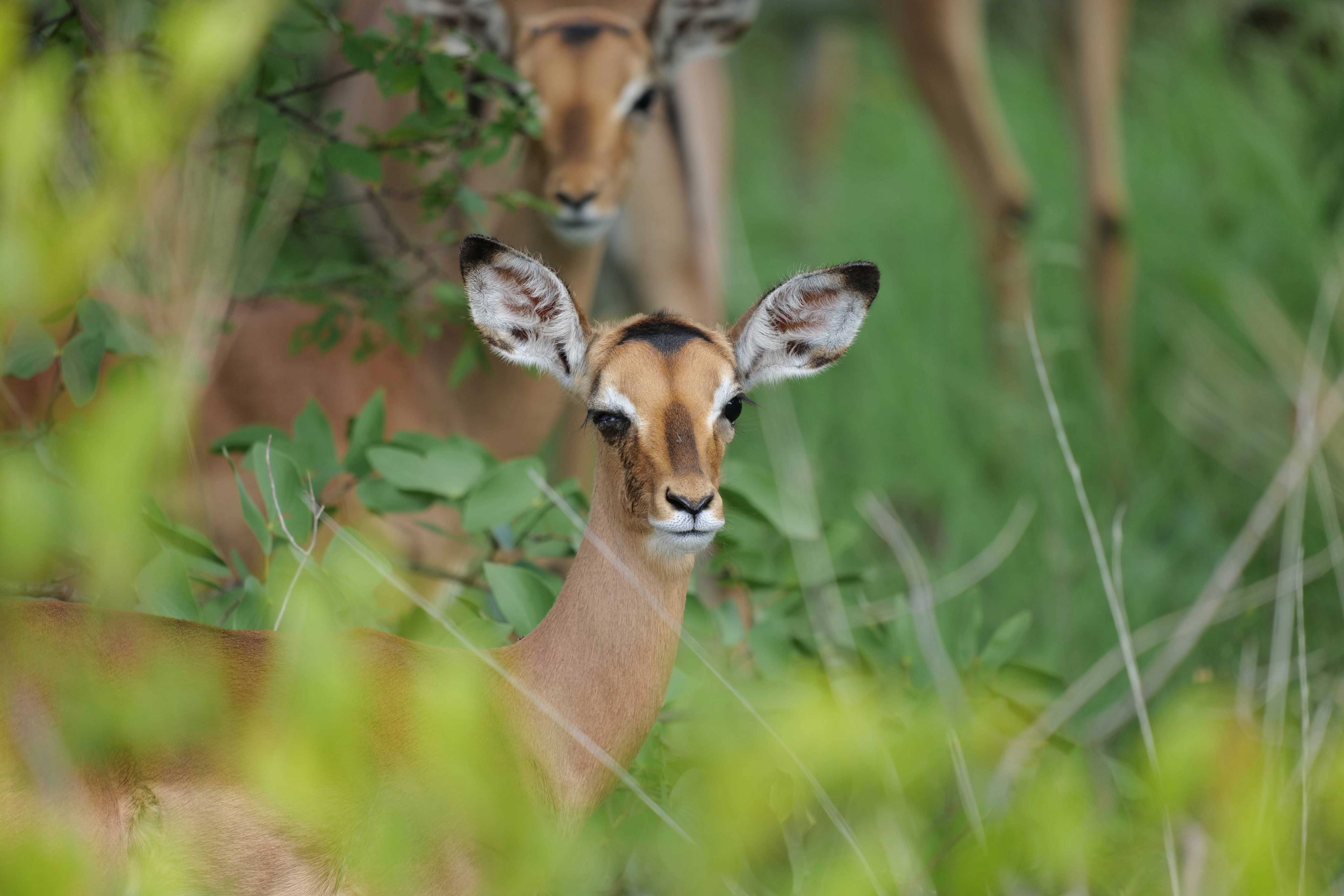 World's #1 Mobile Network for Nature